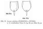 Lecane subulata