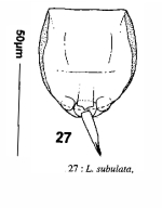 Lecane subulata