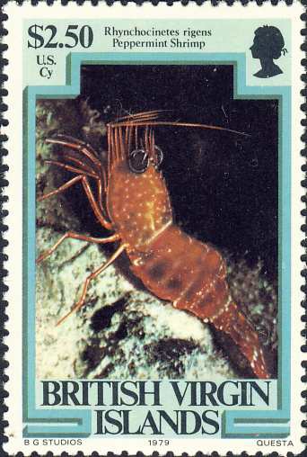 Rhynchocinetes rigens