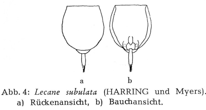 Lecane subulata Lecane subulata