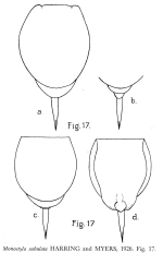 Lecane subulata