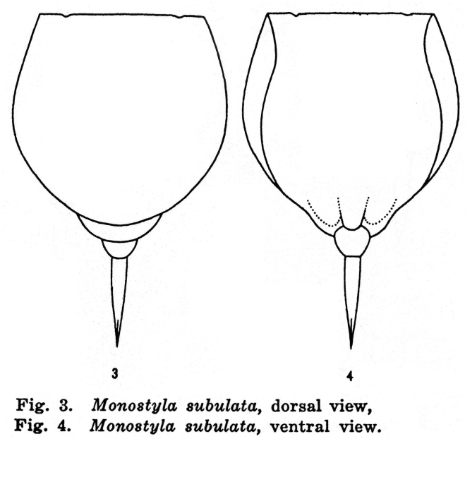 Lecane subulata - Original description image