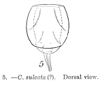Lecane sulcata
