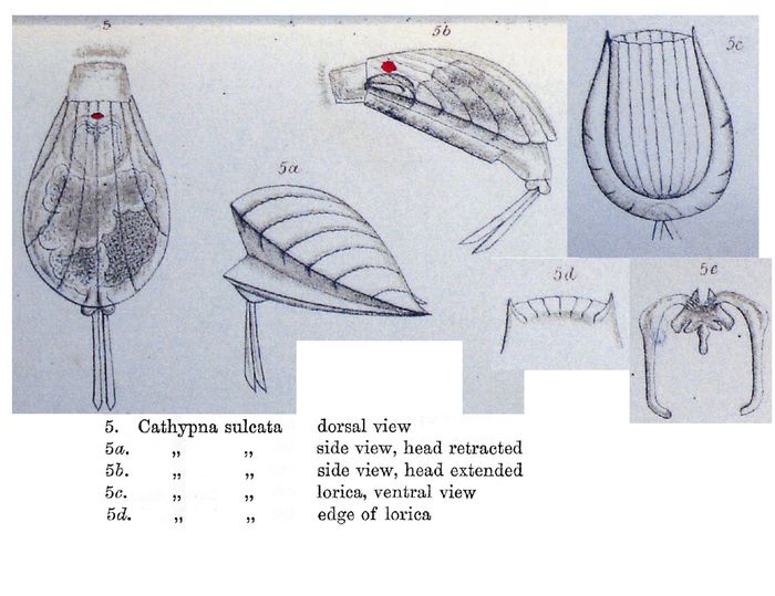 Lecane sulcata - Original description image