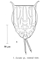 Lecane superaculeata