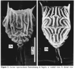 Lecane superaculeata