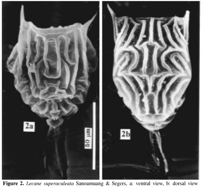 Lecane superaculeata Lecane superaculeata