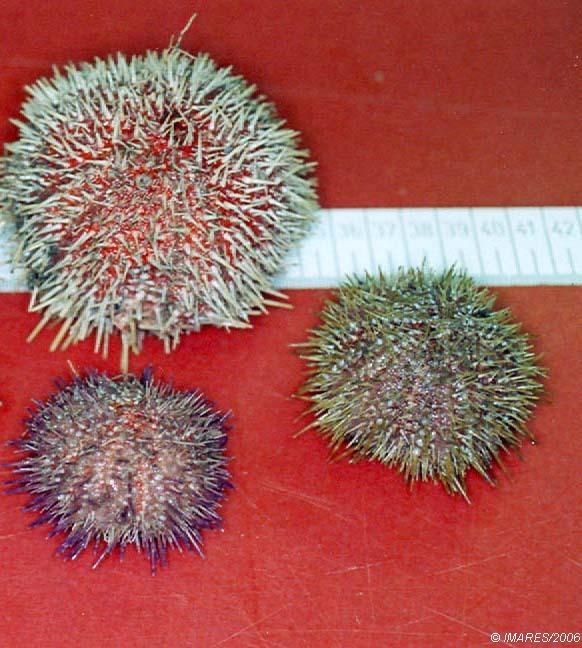 Echinus esculentus Linnaeus, 1758 Echinus esculentus Linnaeus, 1758