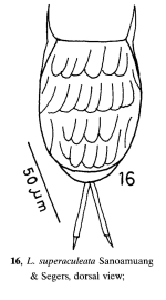 Lecane superaculeata