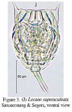 Lecane superaculeata