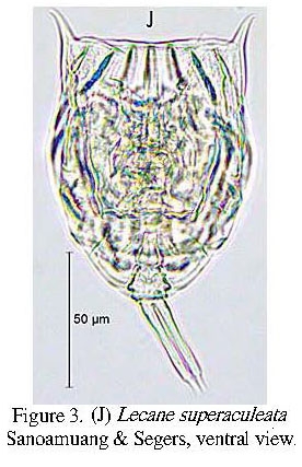 Lecane superaculeata Lecane superaculeata