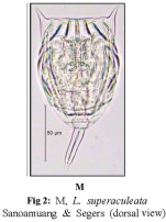 Lecane superaculeata
