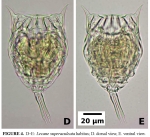 Lecane superaculeata