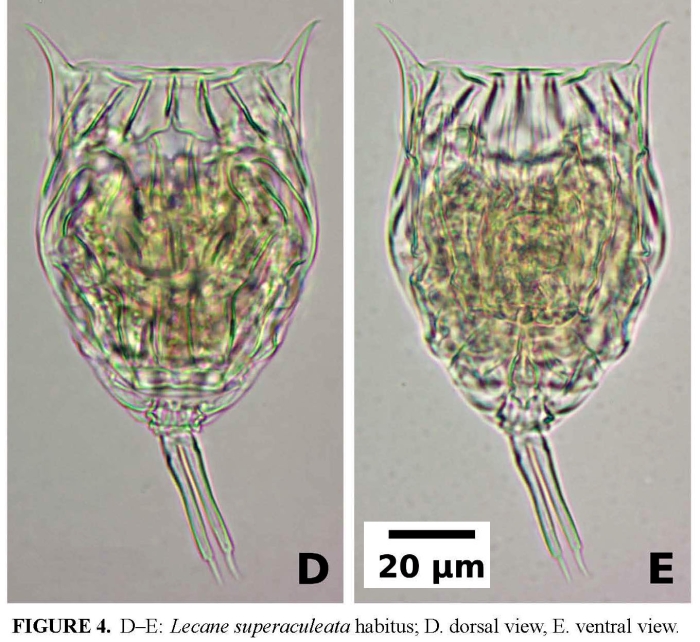Lecane superaculeata Lecane superaculeata