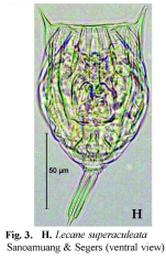 Lecane superaculeata