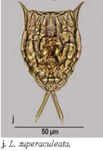 Lecane superaculeata