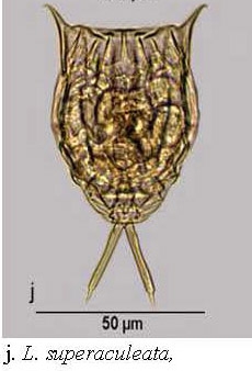 Lecane superaculeata Lecane superaculeata