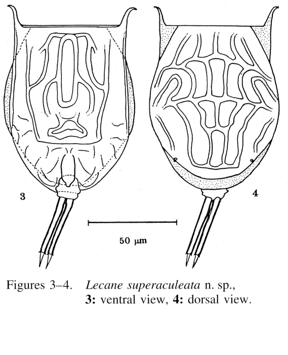 Lecane superaculeata - Original description image