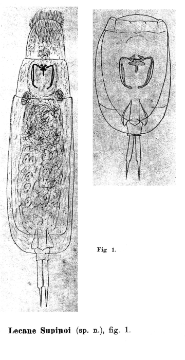 Lecane supinoi - Original description image