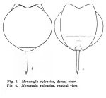 Lecane sylvatica