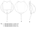 Lecane sylvatica
