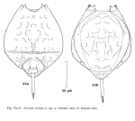 Lecane sylviae