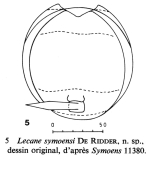 Lecane symoensi - Original description image