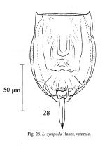 Lecane sympoda