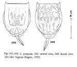 Lecane sympoda