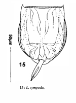 Lecane sympoda