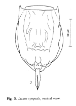 Lecane sympoda