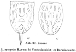 Lecane sympoda