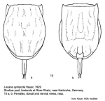 Lecane sympoda - Original description image