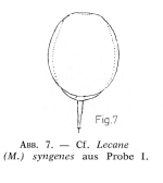 Lecane syngenes