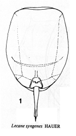 Lecane syngenes