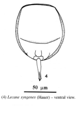 Lecane syngenes