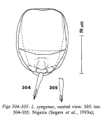 Lecane syngenes