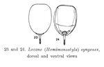 Lecane syngenes