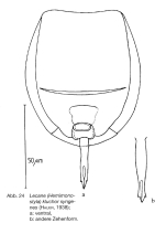 Lecane syngenes