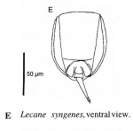 Lecane syngenes
