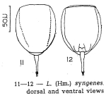 Lecane syngenes