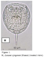 Lecane syngenes