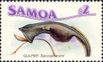 Anguilliformes