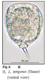 Lecane syngenes
