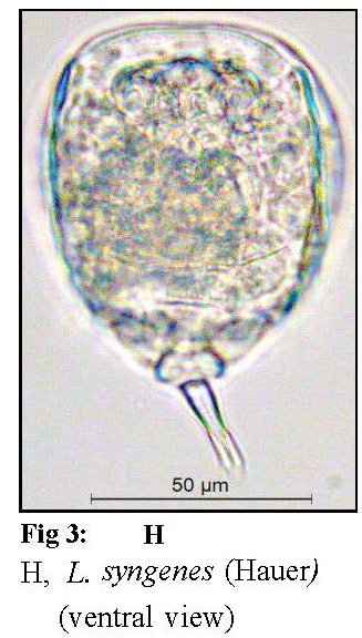 Lecane syngenes Lecane syngenes