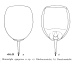 Lecane syngenes