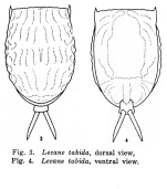 Lecane tabida - Original description image