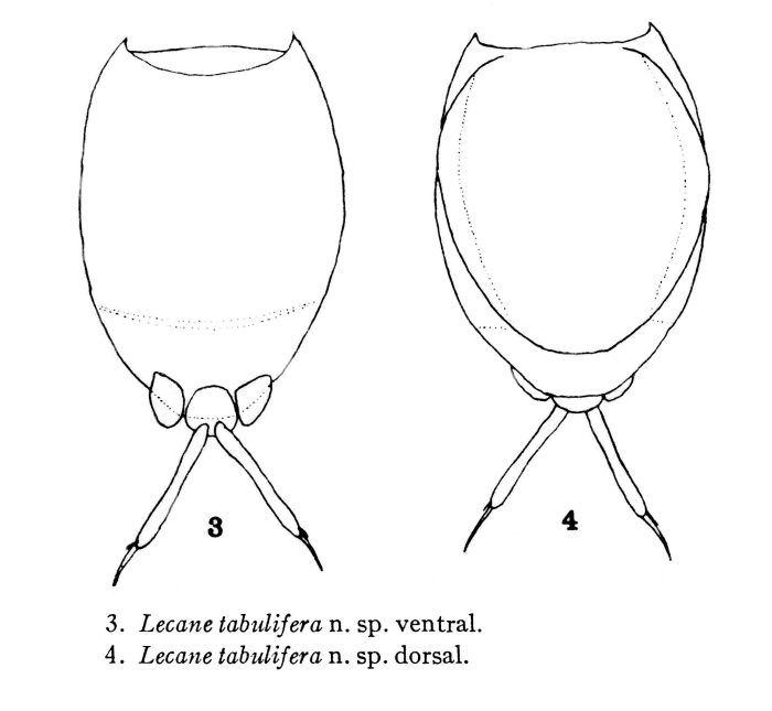 Lecane tabulifera - Original description image