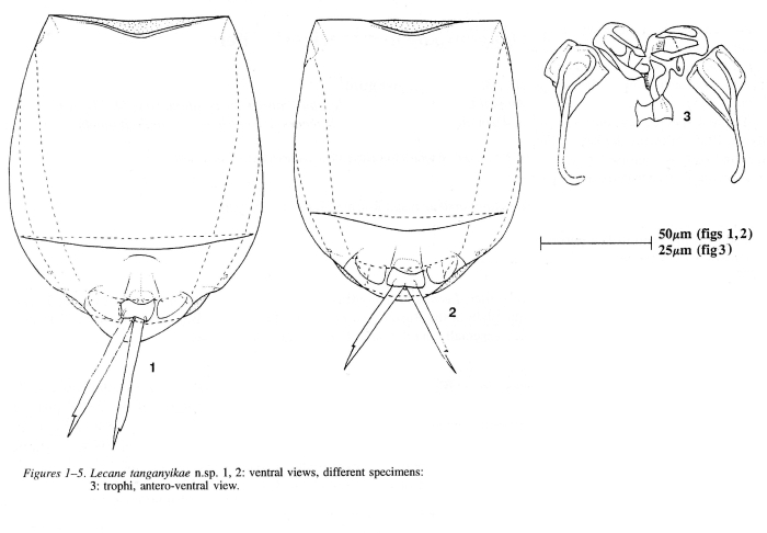 Lecane tanganyikae - Original description image