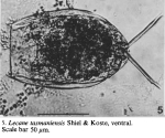 Lecane tasmaniensis